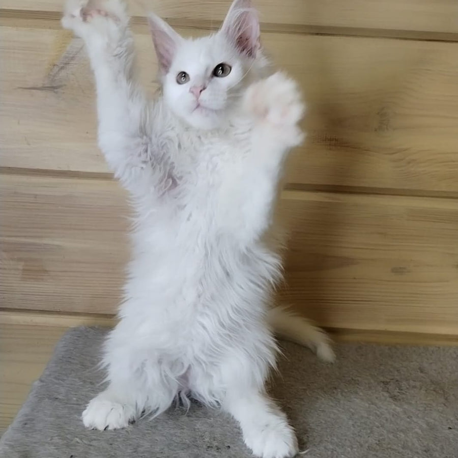 Yuki Maine Coon polydactyl 6x6x6x6 female, white