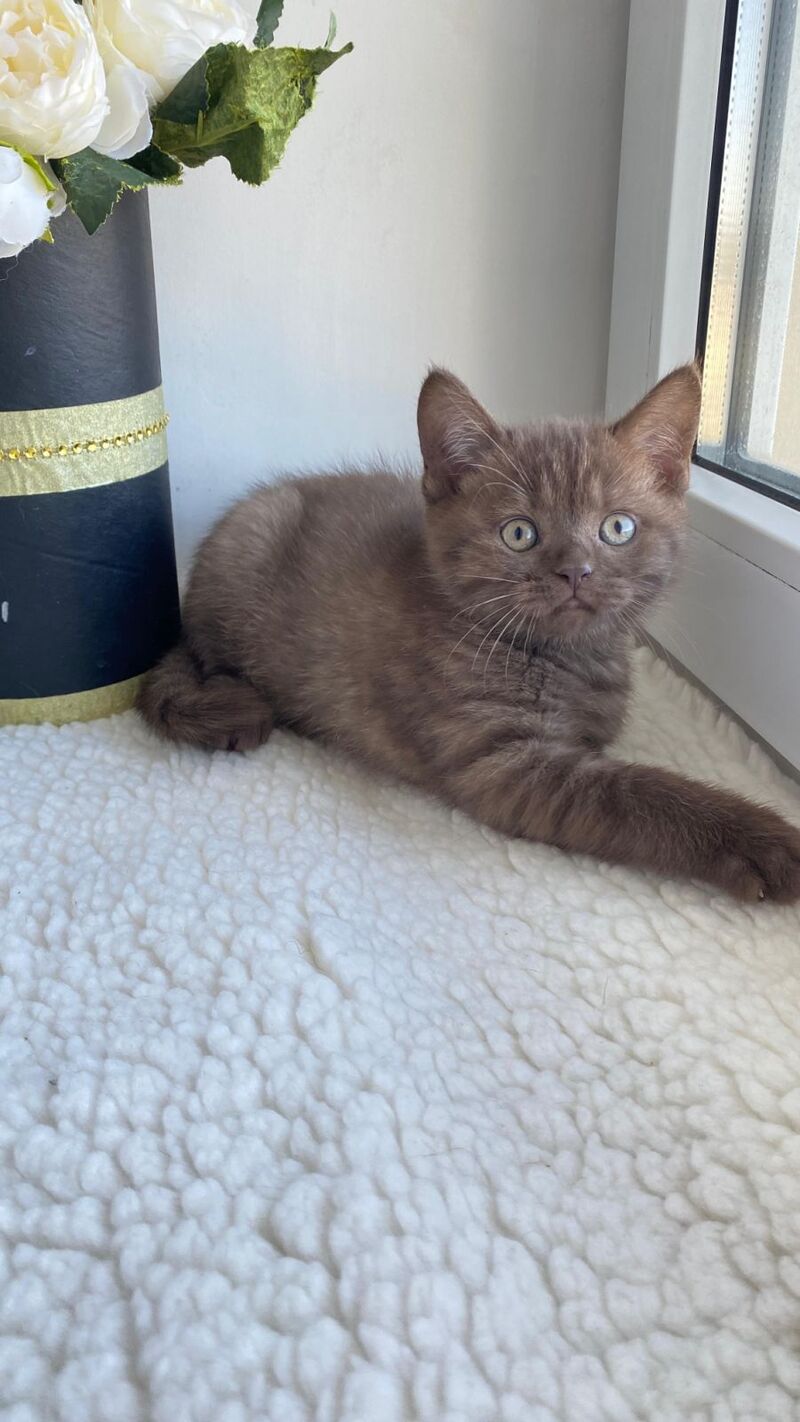Jem British Shorthair male, chocolate