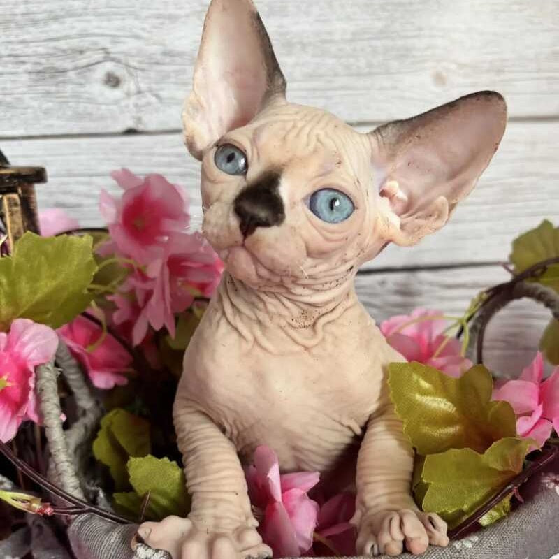 Baly Canadian Sphynx male, black pointed bicolour