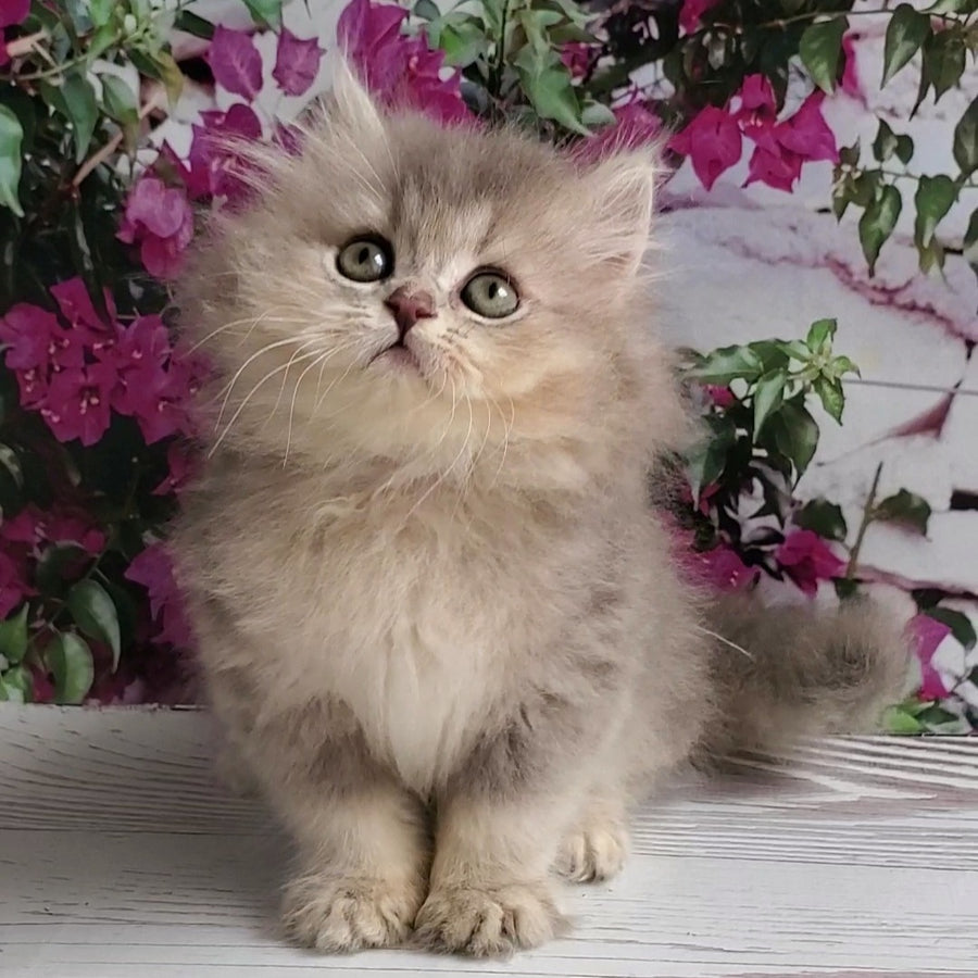 Cassie British Longhair female, blue golden ticked tabby