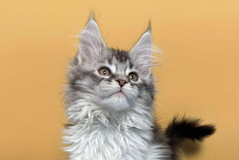 Jasmine Maine Coon female black silver ticked tabby live animals