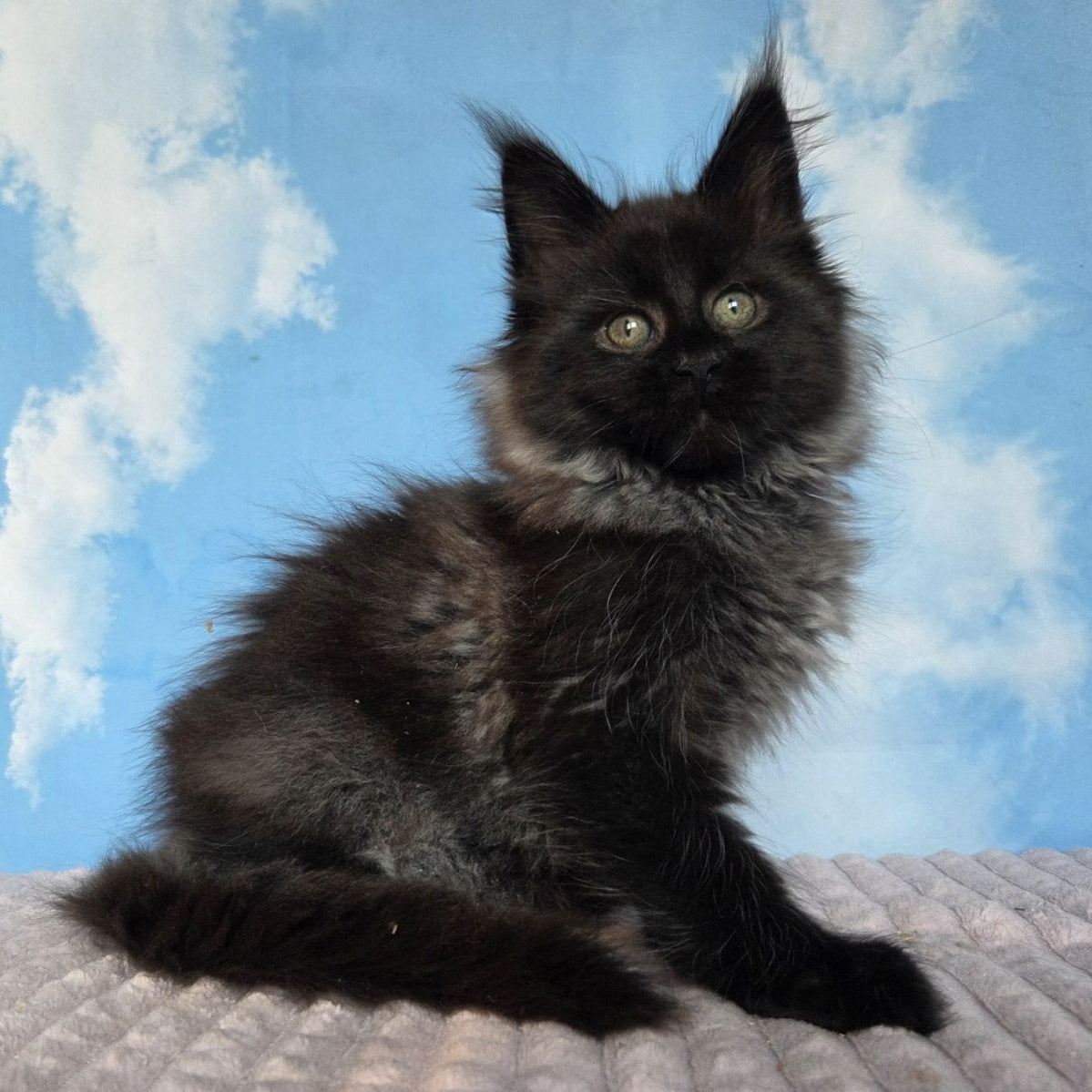 Volk Maine Coon male, black