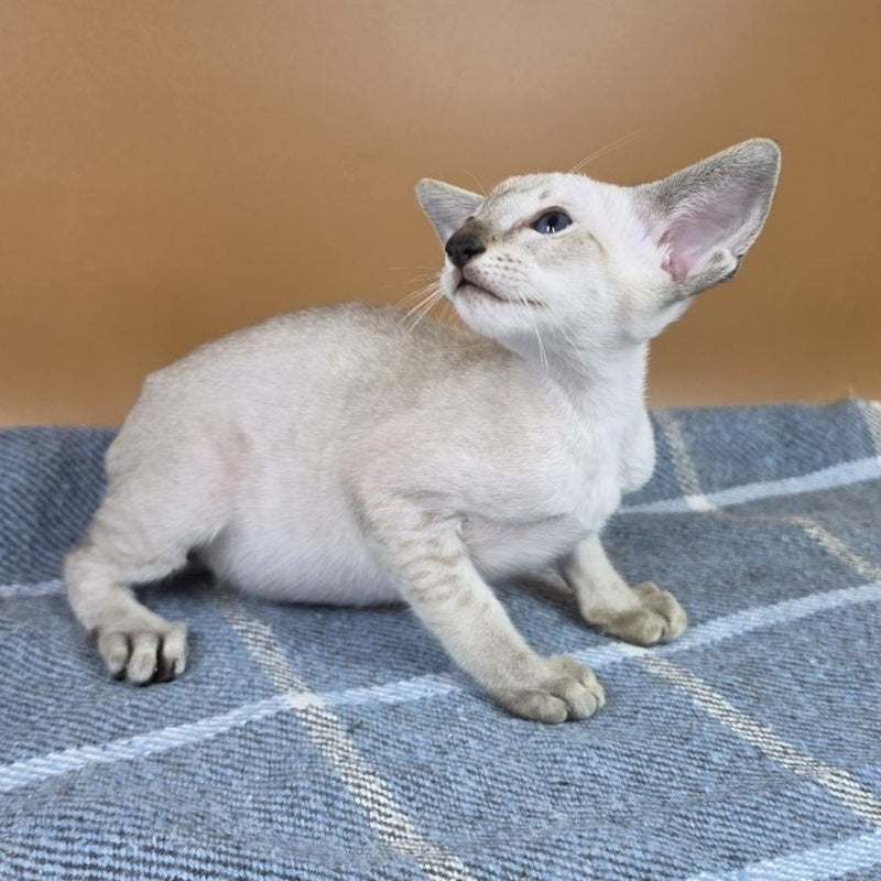 Yarina Siamese female, black spotted tabby