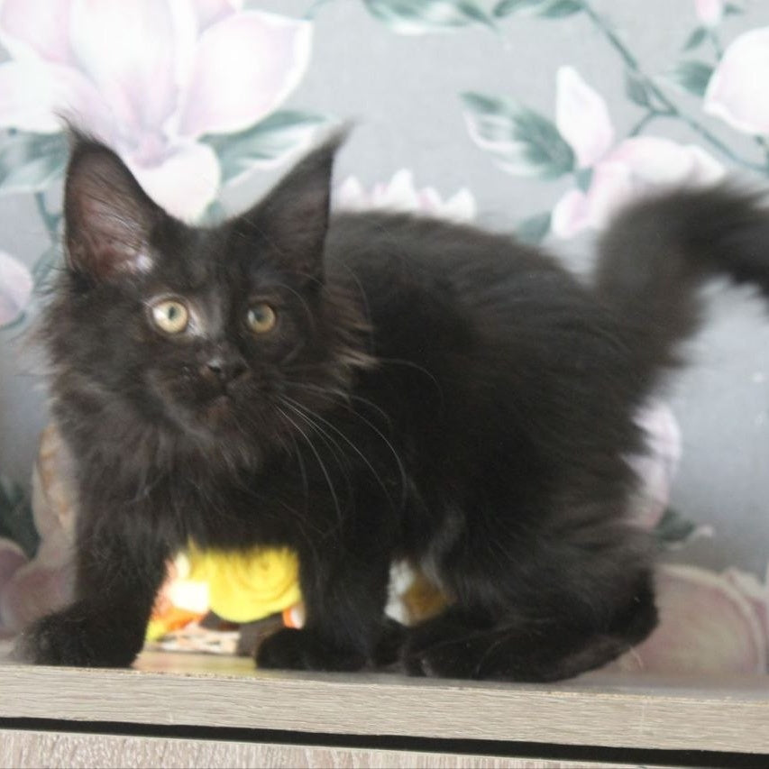 Nazira Maine Coon female, black