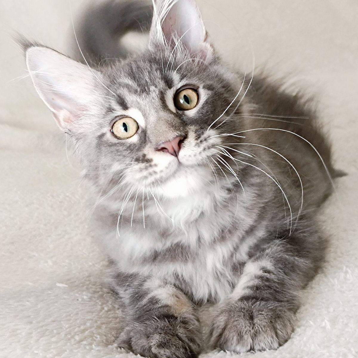 Quasar King Maine Coon male, blue tabby