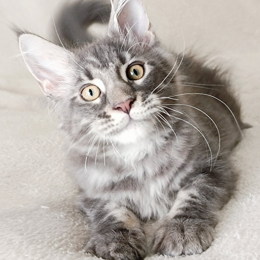 Quasar King Maine Coon male, blue tabby