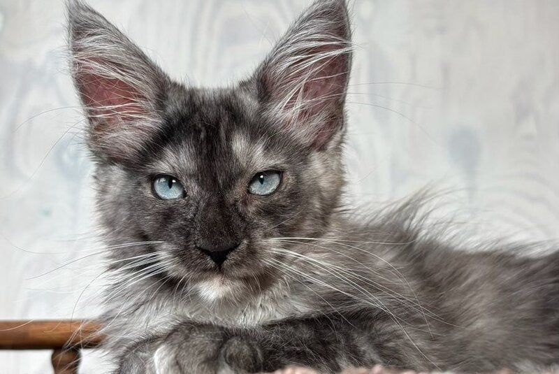 Olivia Maine Coon female, black silver with white