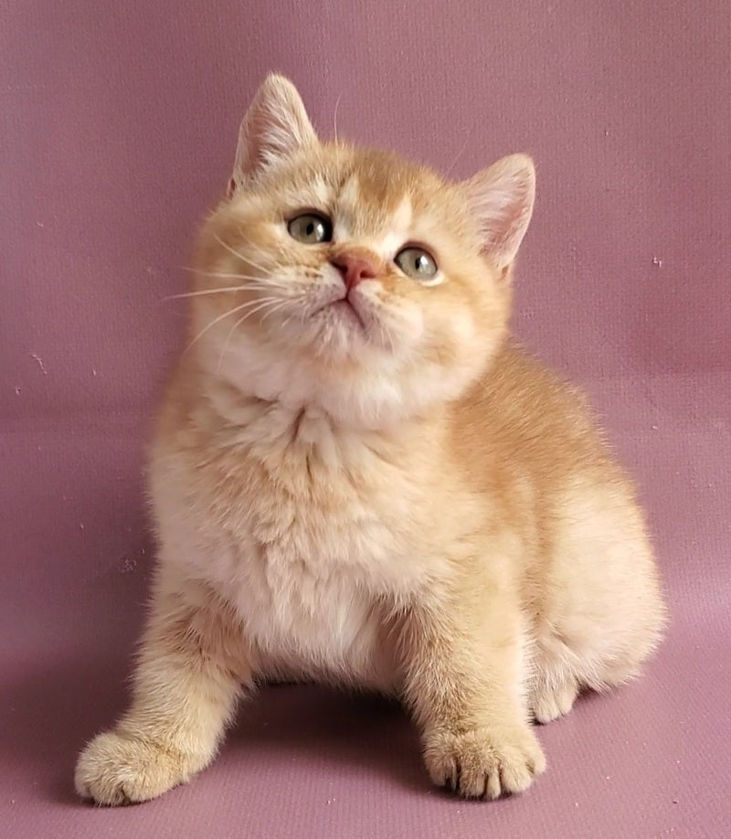 Ralph British Shorthair male cinnamon golden shaded - live animals