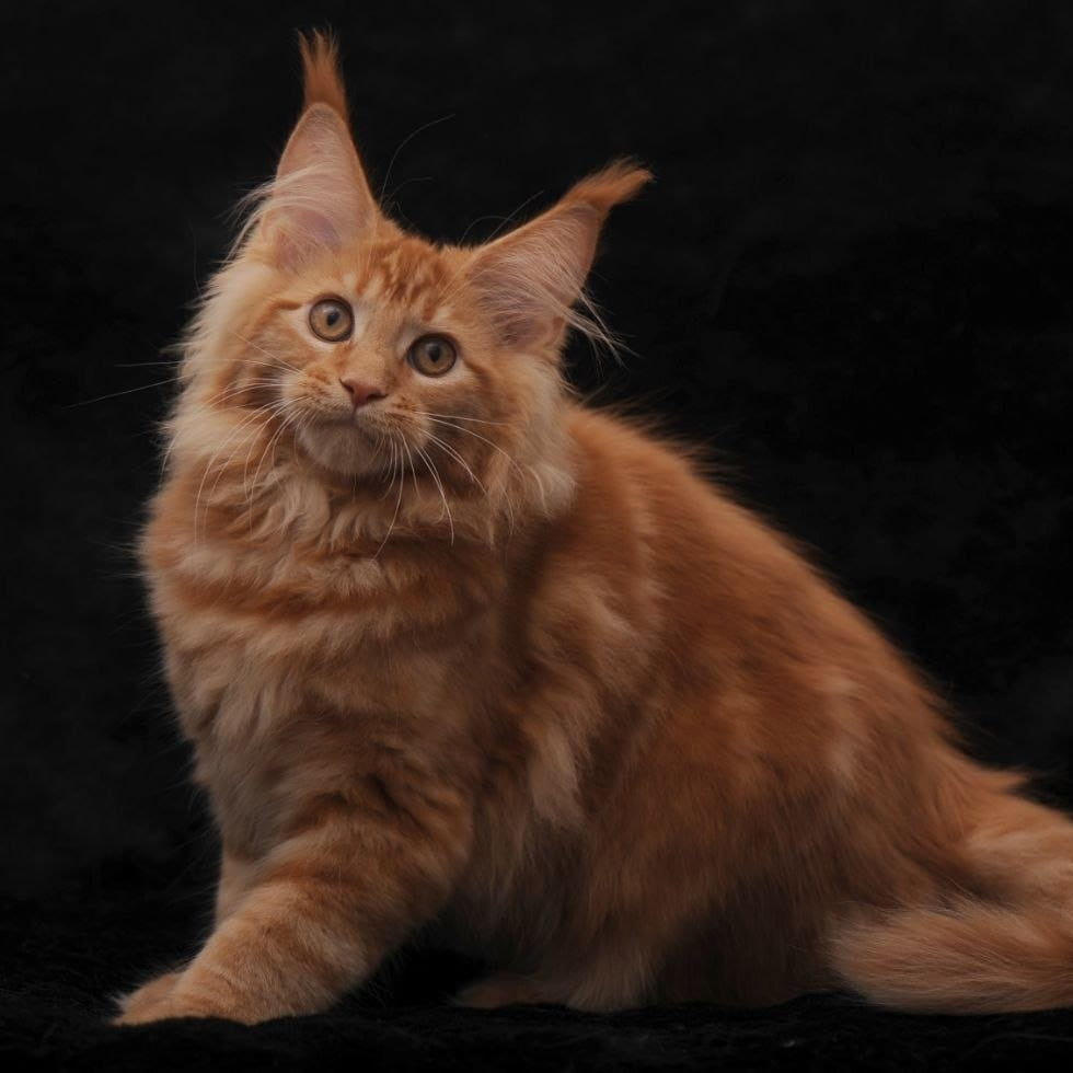 Riana Maine Coon female, red