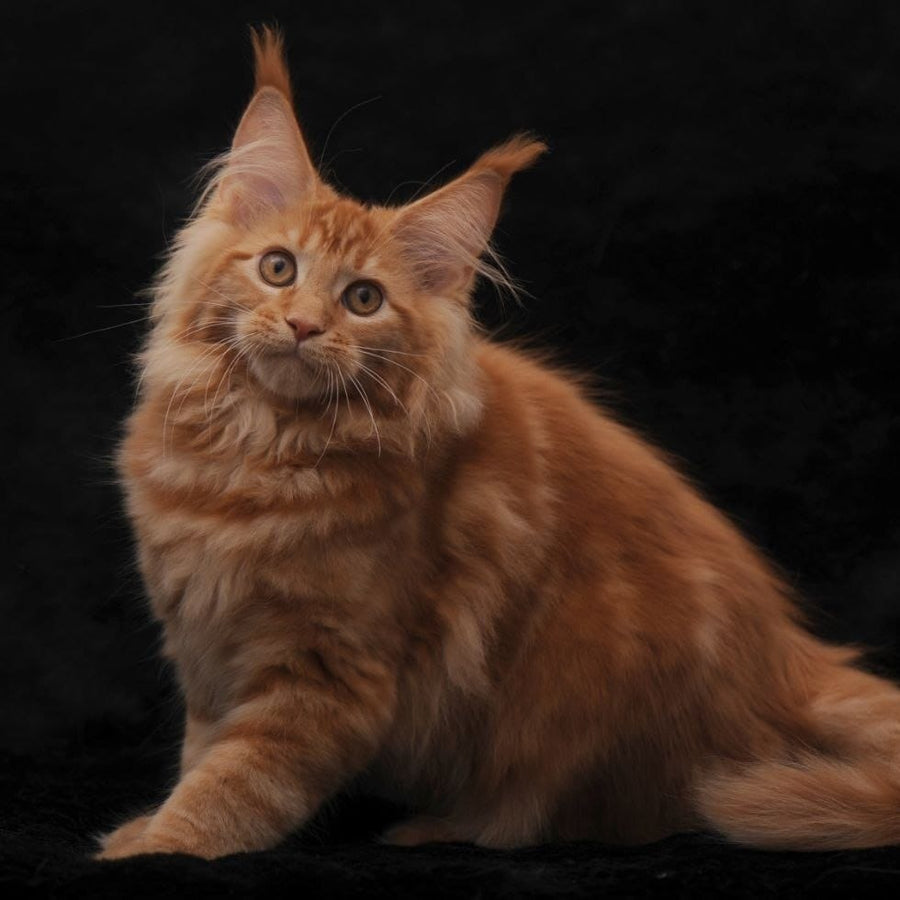 Riana Maine Coon female, red