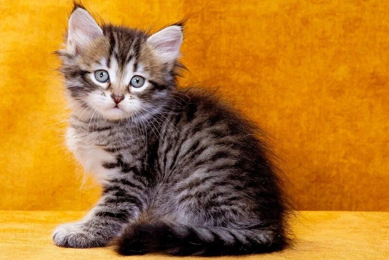 Darvin Siberian male, black spotted tabby