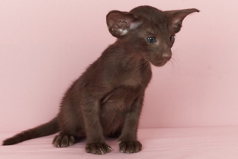 Quentin Oriental Shorthair male chocolate - live animals