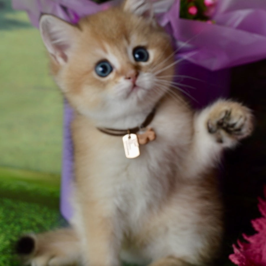 Uinston British Shorthair male, black golden shaded
