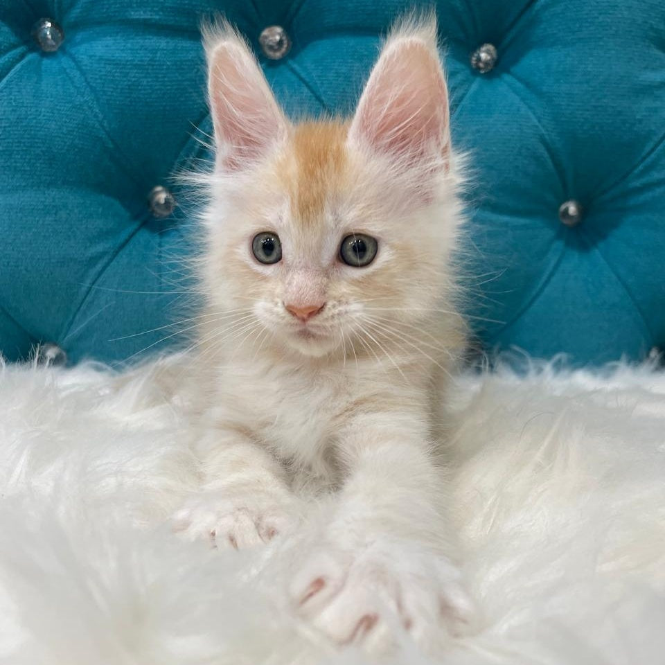 Timofey Maine Coon male, red silver