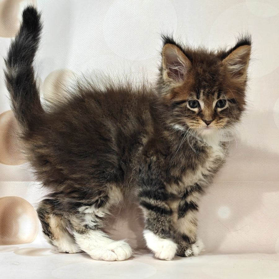 Sheriff Maine Coon polydactyl 6x6x6x6 male, black tabby with white