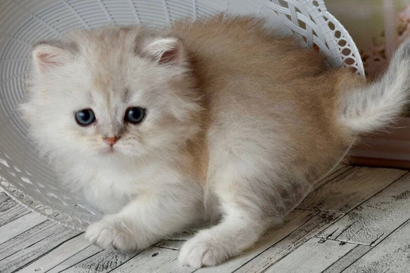 Theo Scottish Straight male black silver shaded - live animals