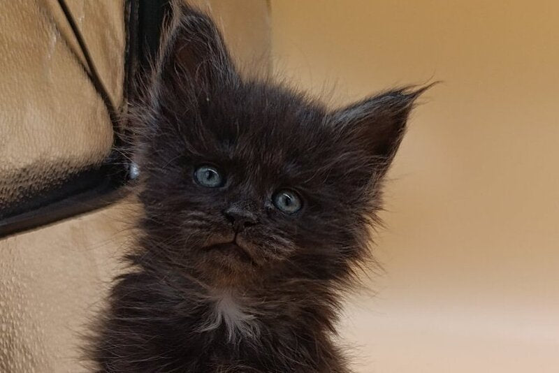 Isabelle Maine Coon female black silver live animals