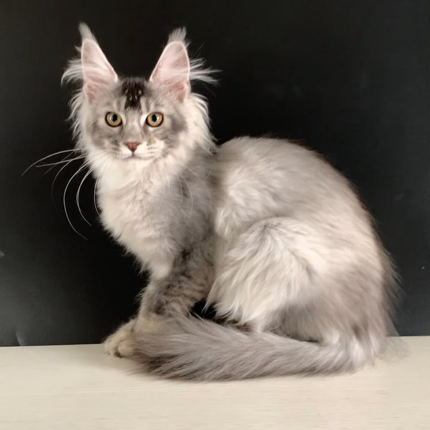 Orchid Maine Coon female, black tortie silver ticked tabby