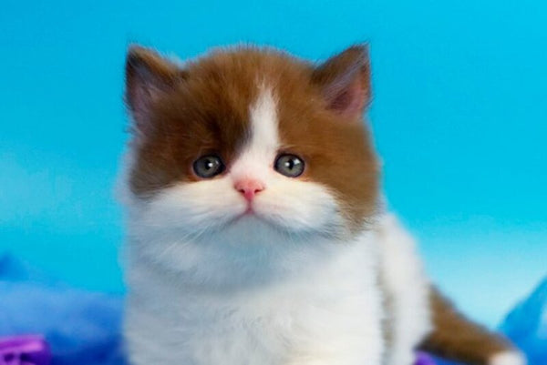 Vanessa British Longhair female cinnamon bicolour - live animals