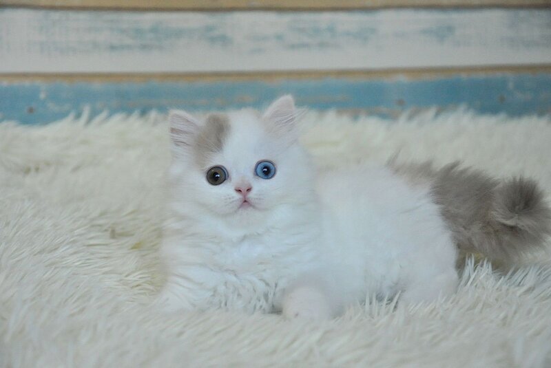 Kamelia Scottish Straight female, lilac tortie tabby van