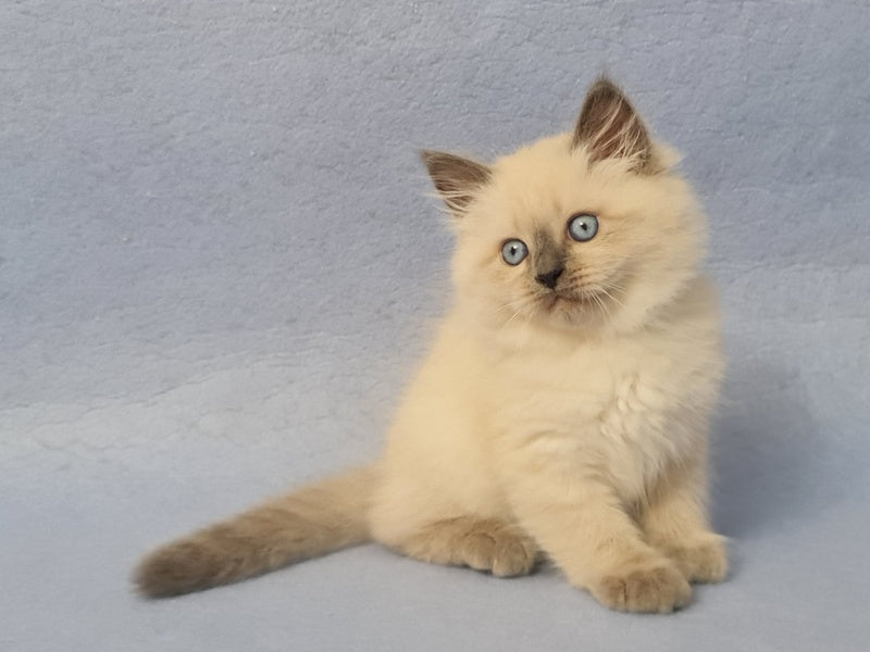 Archie Siberian male black pointed - live animals