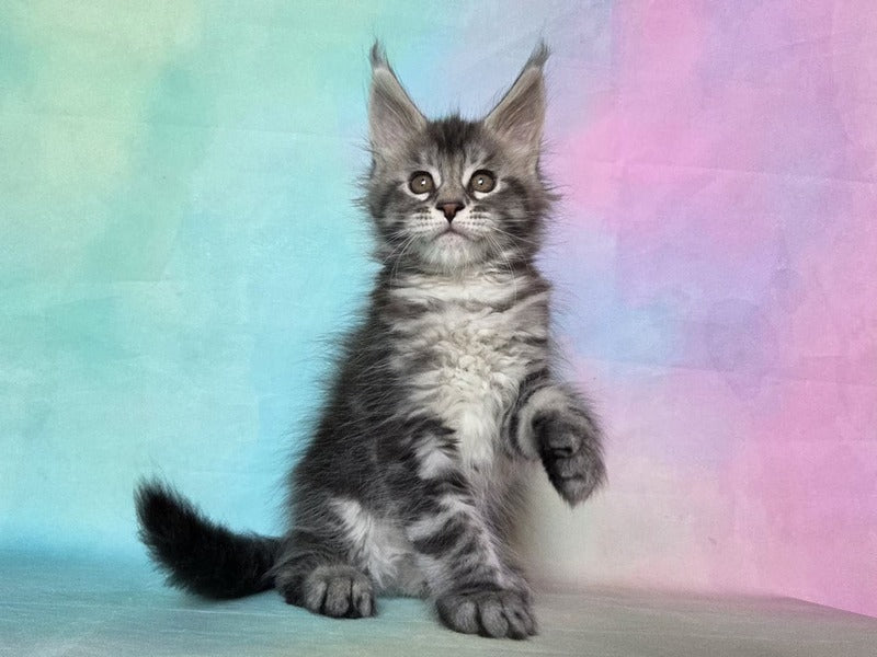 Quail Maine Coon male, black silver tabby