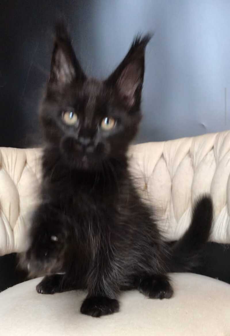 Vlastelina Maine Coon female black - live animals