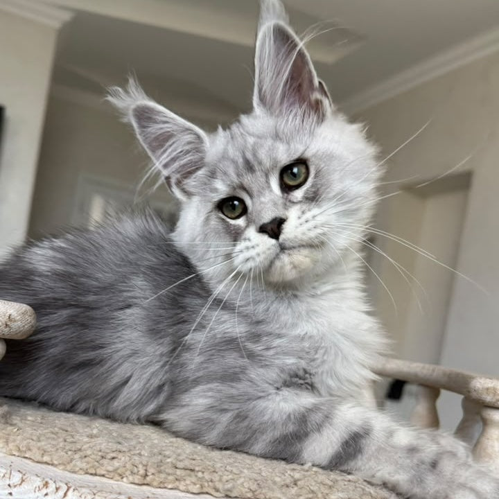 Paris Maine Coon male, black silver tabby