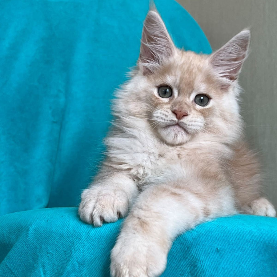 Zlatomir Maine Coon male, red silver