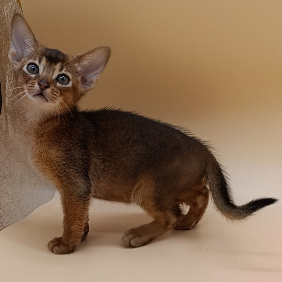 Mikkel Abyssinian male, black