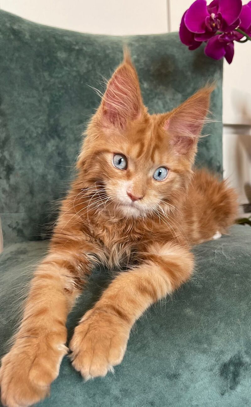 Archer Maine Coon male, red tabby