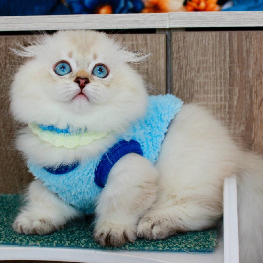 Marsel Munchkin male, chocolate golden shaded pointed