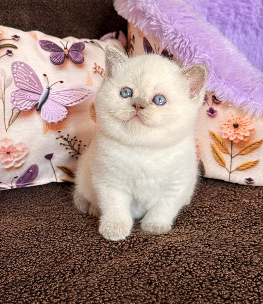 Beauty British Shorthair female fawn pointed - live animals