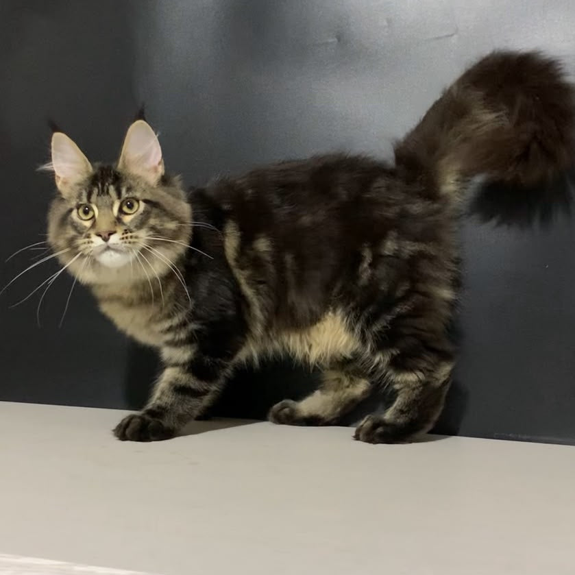 Tropicana Maine Coon female, black tabby