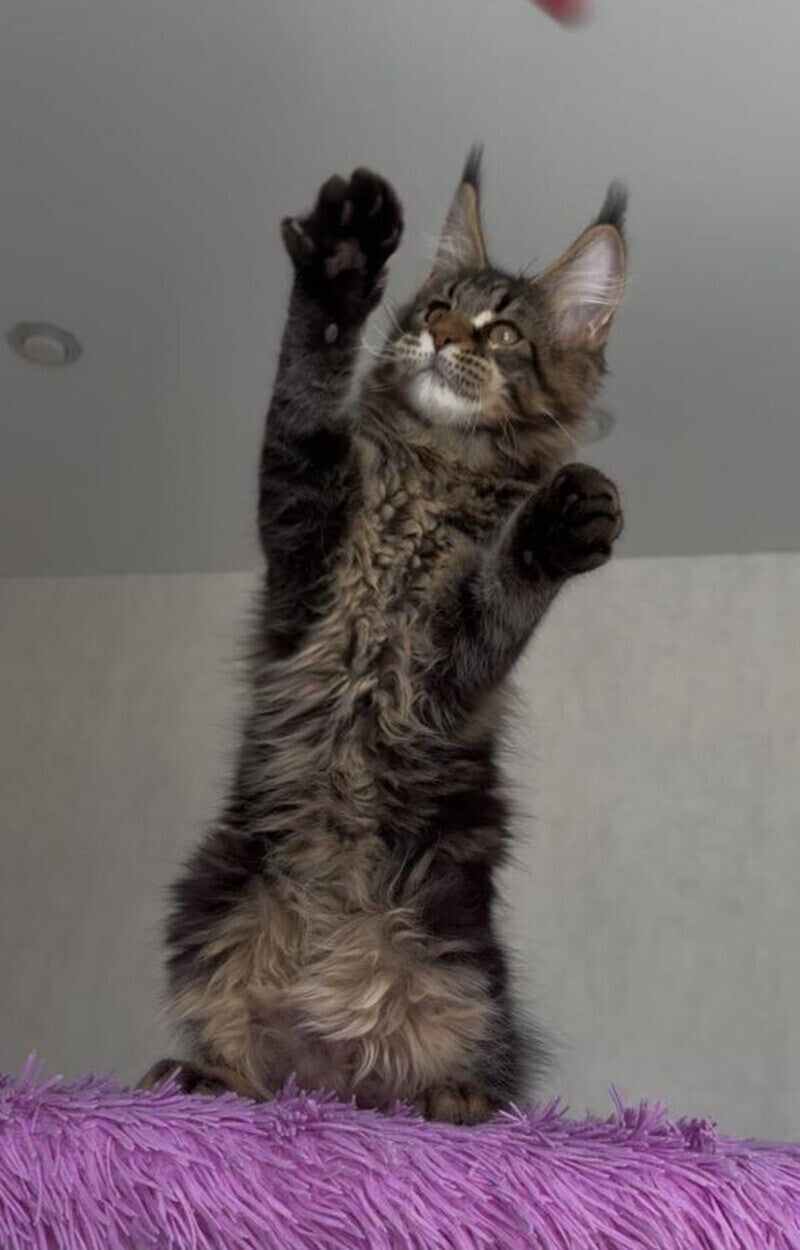 Victor Maine Coon male, black tabby