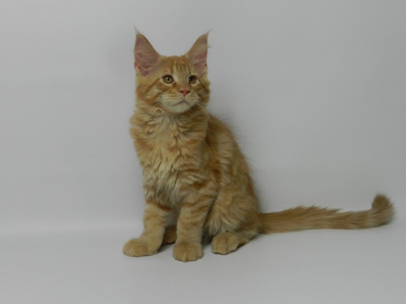 Dexter Maine Coon male, red