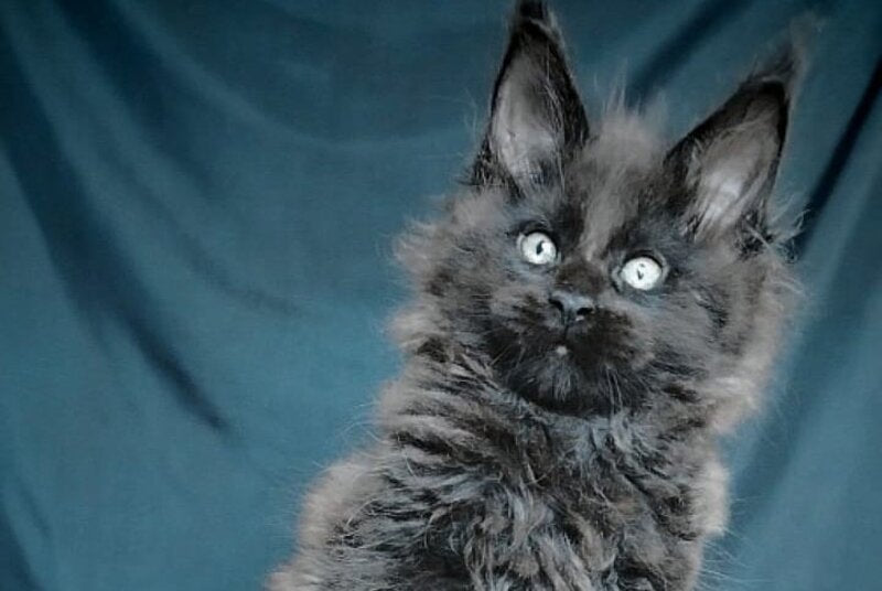 Valentin Maine Coon male, black