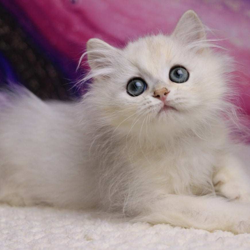 Yves British Longhair male, black silver chinchilla