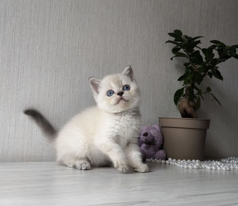 Hani Scottish Straight female, black tabby pointed