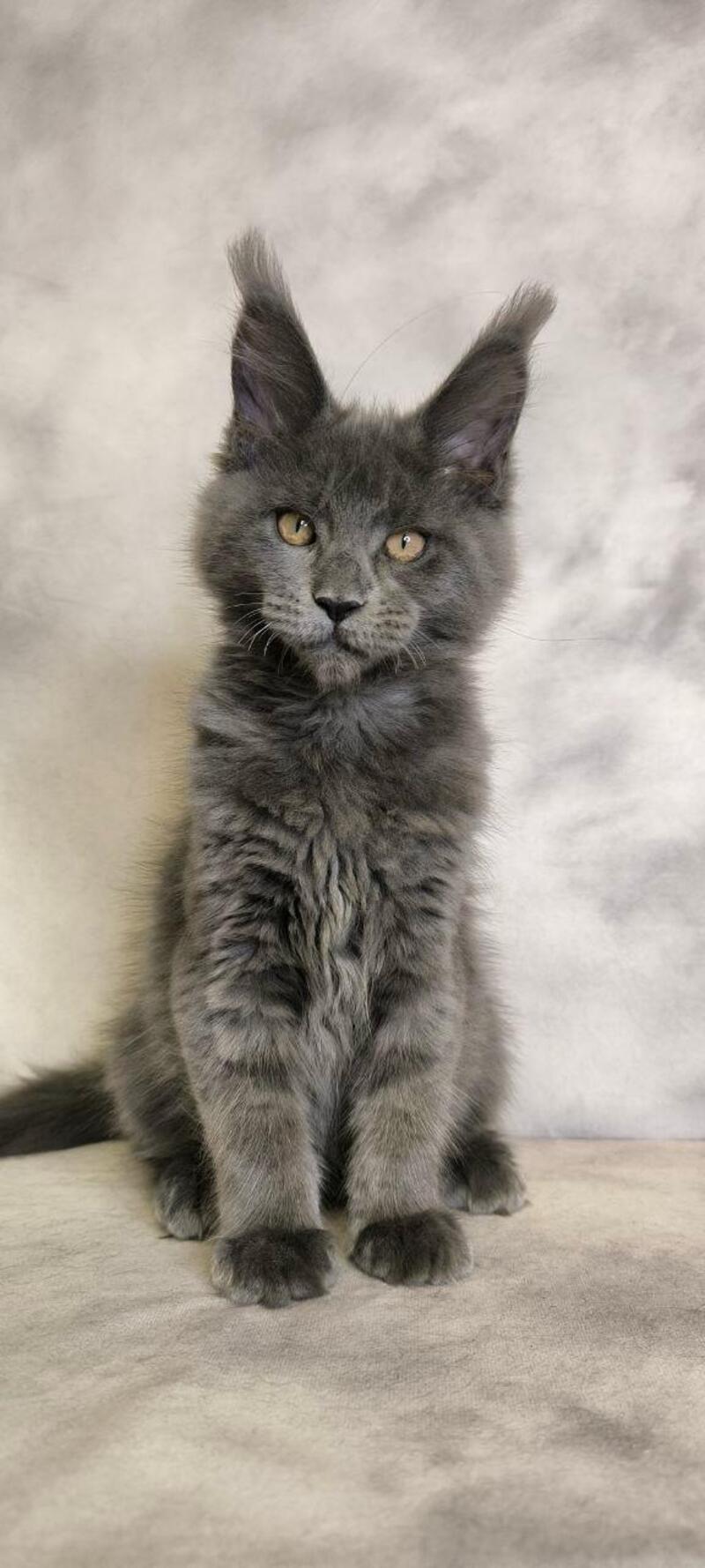 Sheila Maine Coon female, blue silver