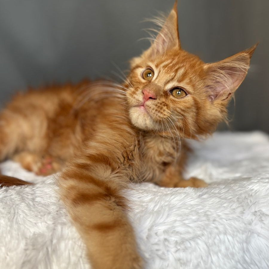 Irvin Maine Coon male, red