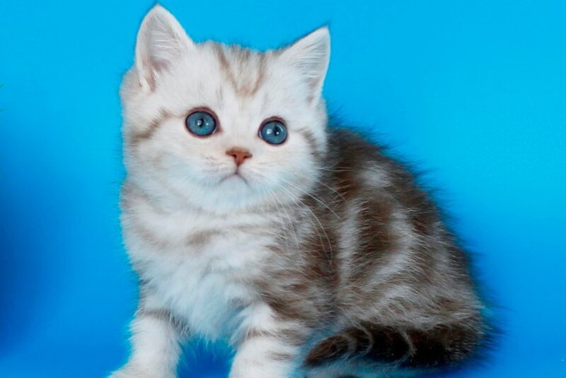 Mikki British Shorthair male, chocolate silver tabby