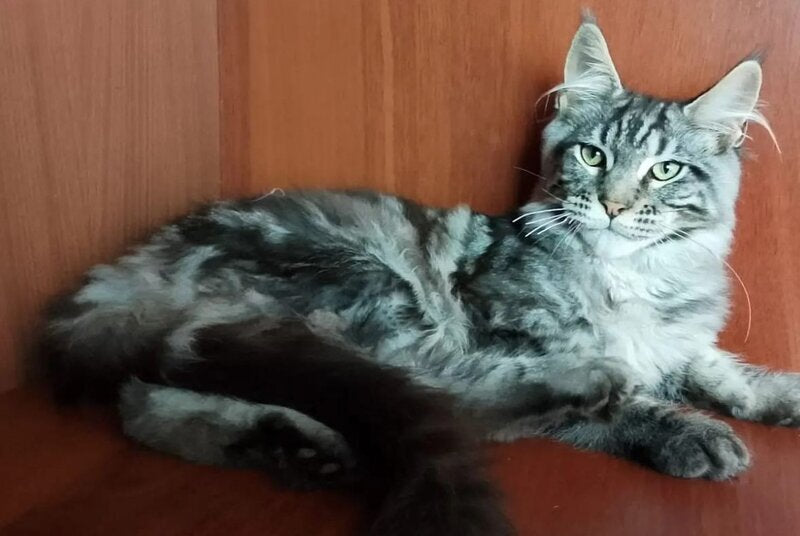 Jasper Maine Coon male, black silver tabby