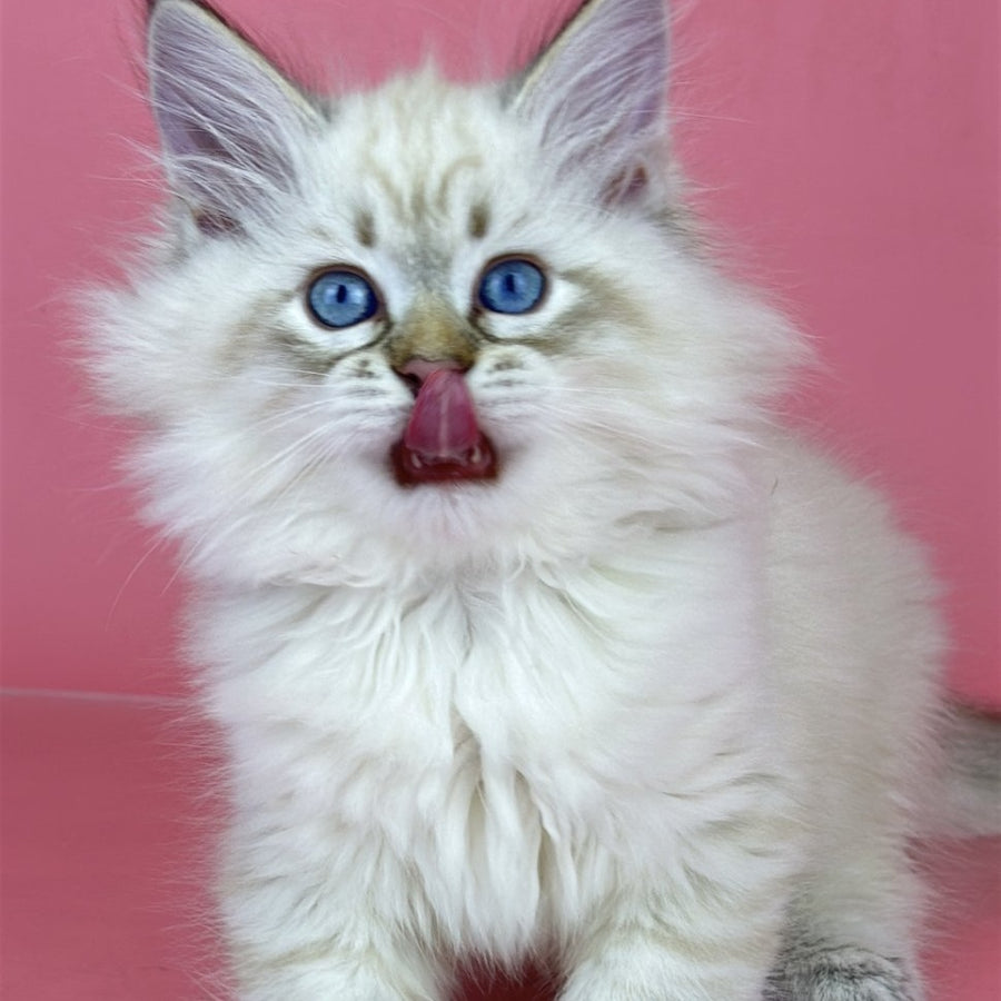 Bastian Siberian male, black tabby pointed bicolour