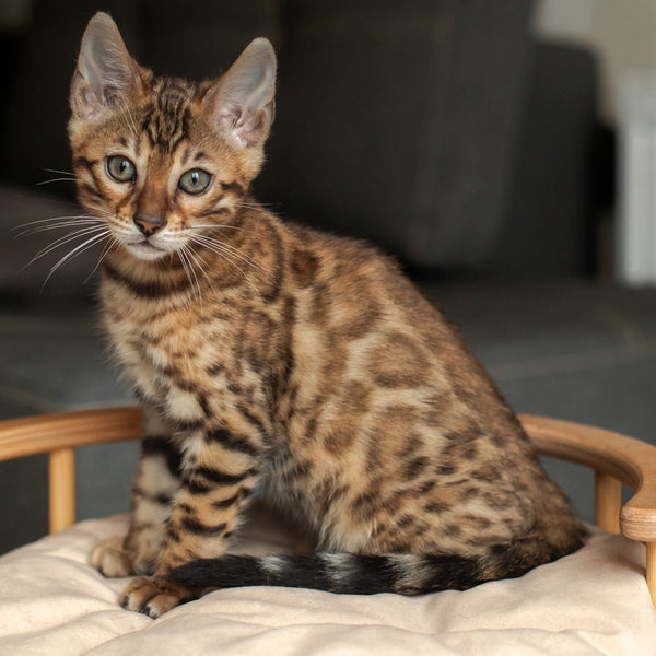 Nala Bengal female, black spotted tabby
