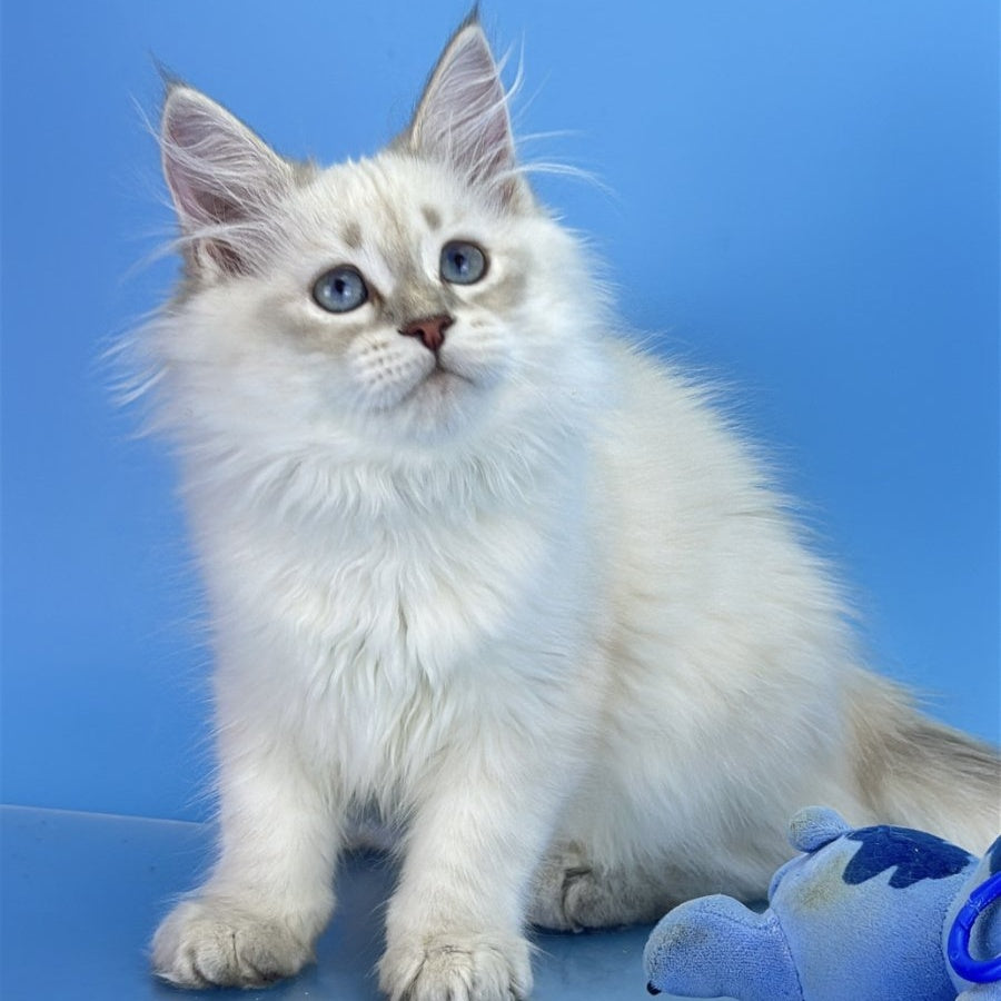 Xander Siberian male, blue tabby pointed