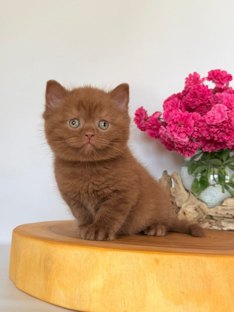 Finn British Shorthair male, cinnamon