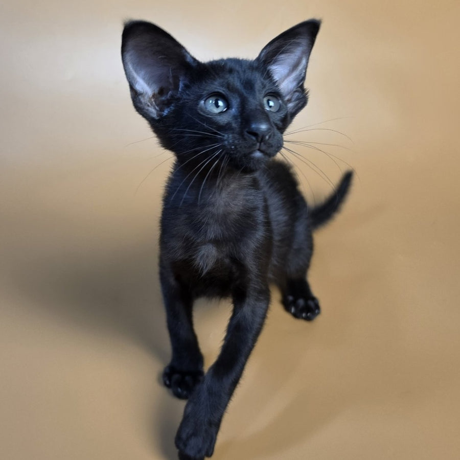 Arya Oriental Shorthair female, black
