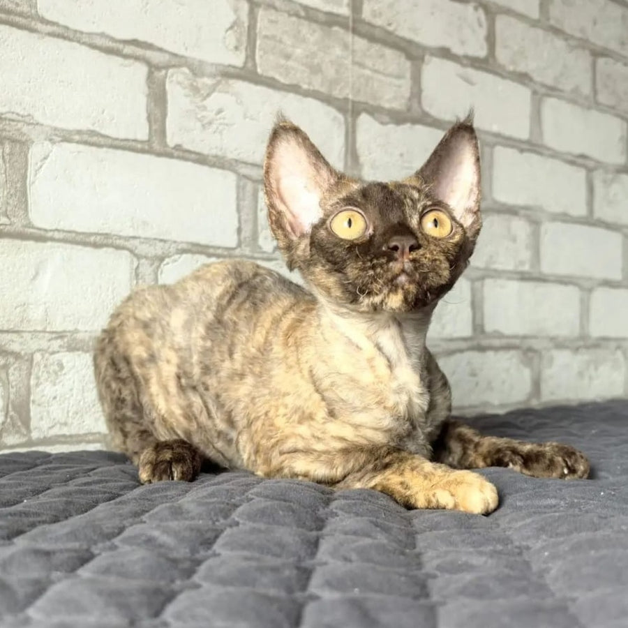Arnij Devon Rex female, chocolate tortie