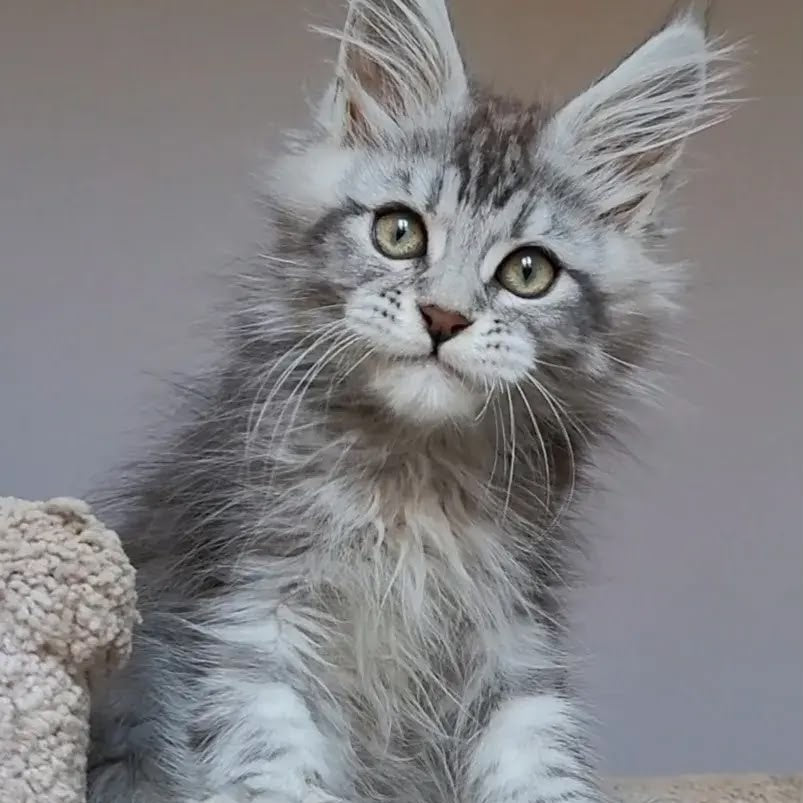 Hugo Maine Coon polydactyl 6x6x6x6 male, black silver tabby